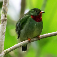 Fiery-throated Fruiteater
